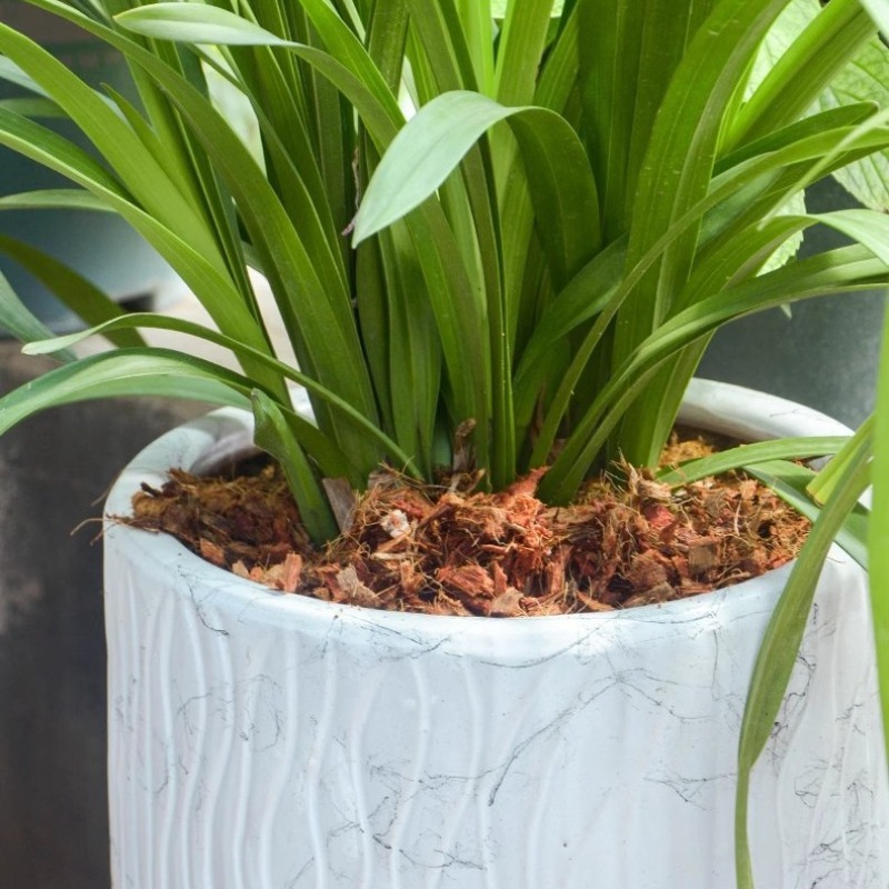 Ladrillo de fibra de coco con  - Substrate Coconut Fiber reseña y precio